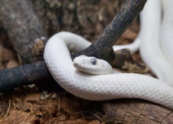The Biblical Meaning of a White Snake in Your Dream
