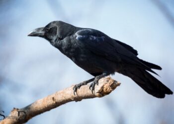 The Meaning of a Single Black Crow