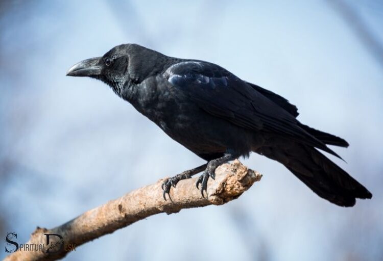 The Meaning of a Single Black Crow