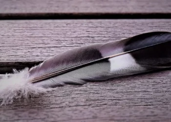 What is the Spiritual Significance of a White Feather?