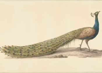 The Myth of Peacock Feathers Bringing Bad Luck