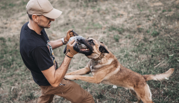 The Meaning Behind Your Dream About a Dog Biting You