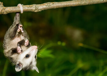 seeing a possum at night meaning