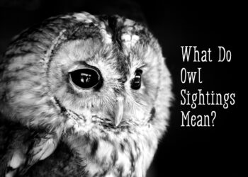 Understanding the Symbolism Behind Seeing an Owl