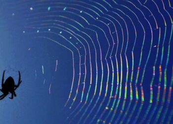 Discover the Fascinating Giant Spider Dream Meaning