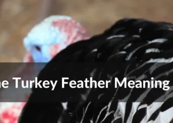 Unlocking the Symbolic Meaning of Turkey Feathers