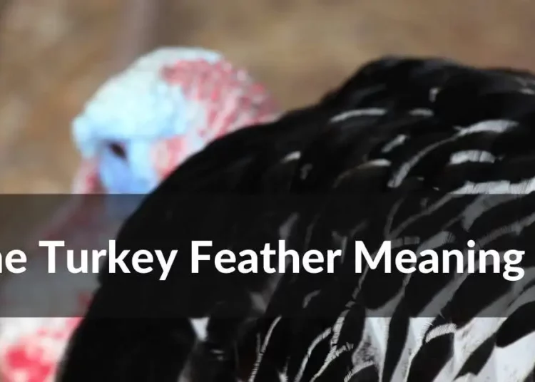 Unlocking the Symbolic Meaning of Turkey Feathers