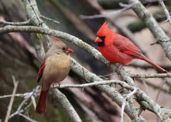 What is the symbolism behind red cardinals in dreams?