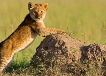 Unlocking the Mystical Meaning of Lioness Dreams