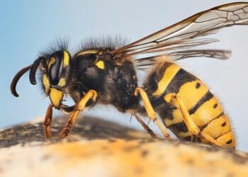 Yellow Jacket: Exploring its Spiritual Meaning