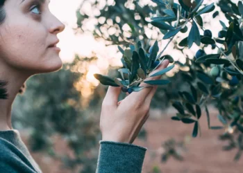 The Spiritual Meaning of the Olive Tree