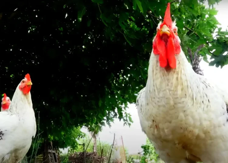 Spiritual Meaning of a Chicken Crossing Your Path